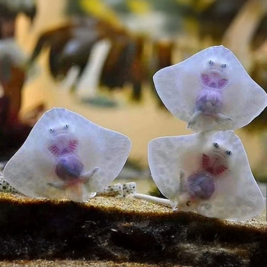 Baby stingrays.jpg