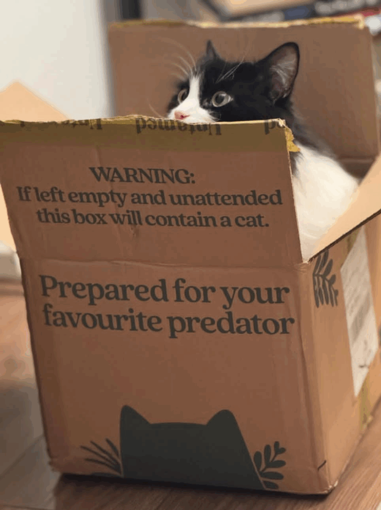 Cat in a box.png