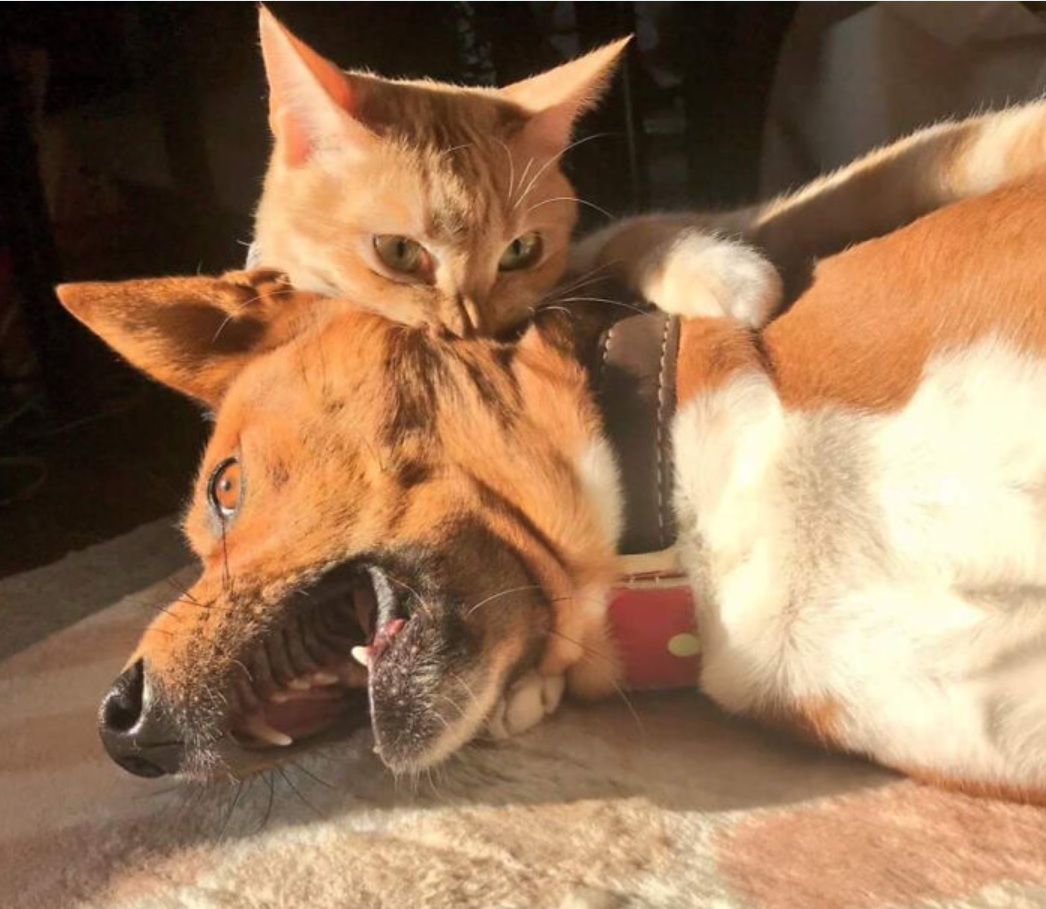 Cat vs dog.jpg