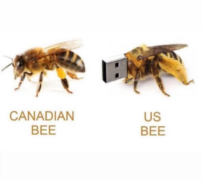 Canadian-Vs-US-Bee-1743150683.0656.png