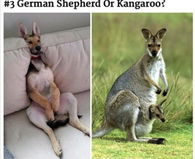 German Kangoroo.png