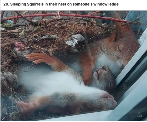 Sleeping squirrels.png