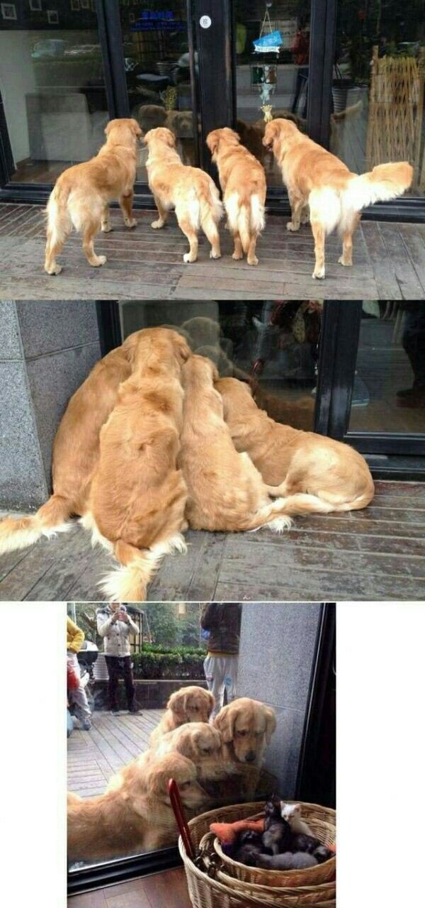 Three dogs looking.jpeg