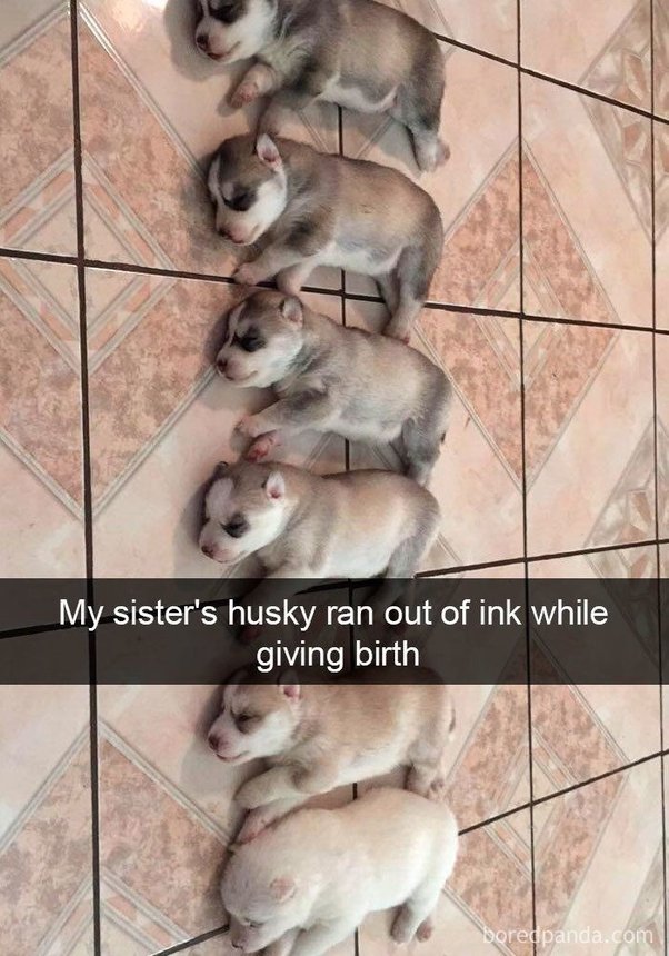 husky-ink.jpeg