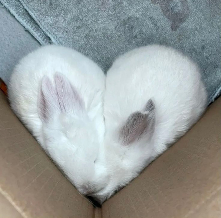 Corner-Buns.png