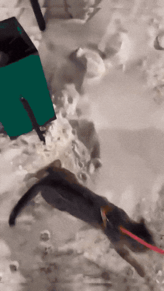 cat-is-not-ready-for-winter-season-1764465023.2126.gif