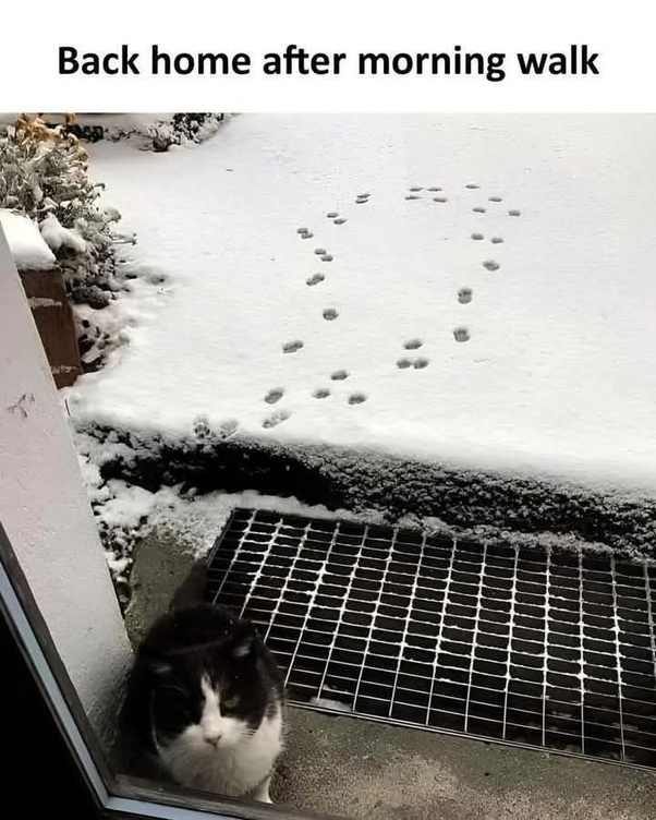 Cat Snow Morning Walk.jpeg