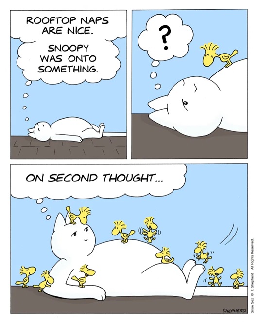 Rooftop naps are nice.jpg