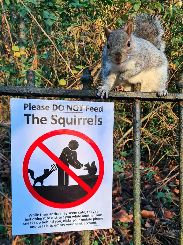 Squirrels do not feed.jpg