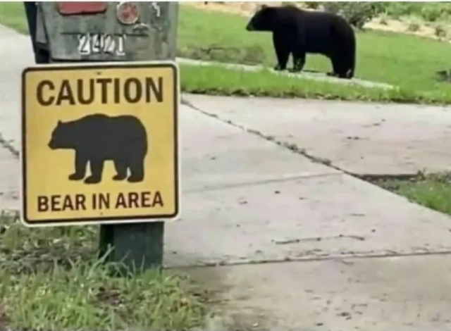 BearInArea.png