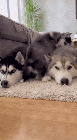 annoyed-dog-parents-1768180569.2371.gif