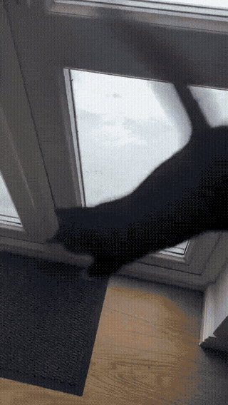 catto-instant-regret-1768785944.6669.gif