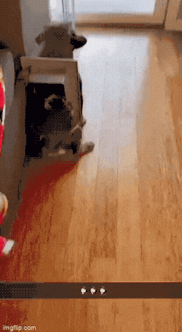 buy-a-dog-door-they-said-1769735949.6705.gif