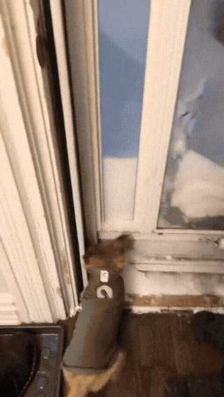 tiny-dog-regret-1769822777.3114.gif