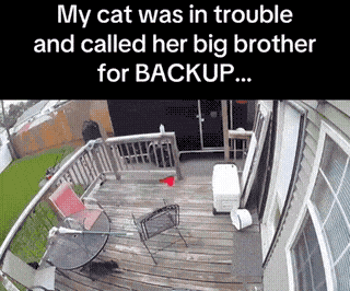 cat-called-backup-1769908603.3964.gif