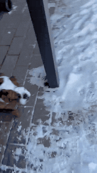 chonk-slide-1771550496.0278.gif
