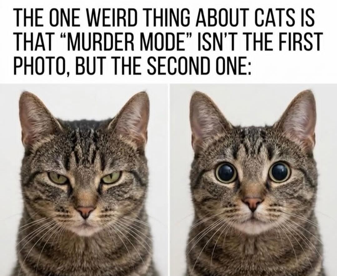 Cat Murder Mode.jpg