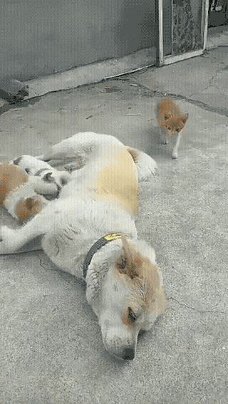 dog-mom-feeds-kitten-1773362147.706.gif