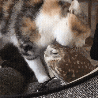 cat-loves-his-fren-birdy-1773448250.9492.gif
