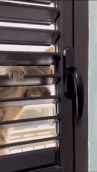 cat-burglar-1774398689.1674.gif