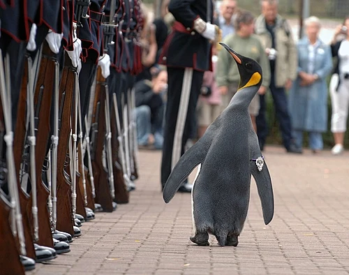 Nils_Olav_inspects_the_Kings_Guard_of_Norway_after_being_bestowed_with_a_knighthood_at_Edinburgh_Zoo_in_Scotland.jpg.webp