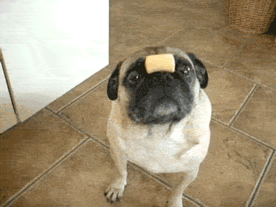 giphy-Dog.gif