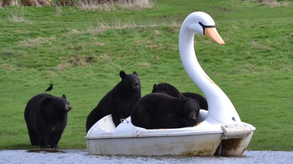 Bears Boating.jpg