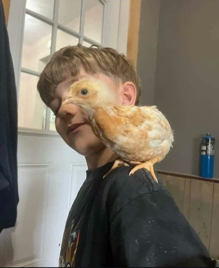 ChickenMan-funny-weird-pics-artselect-104-6a3b8ec442cf6__700-1782864747.6628.jpg