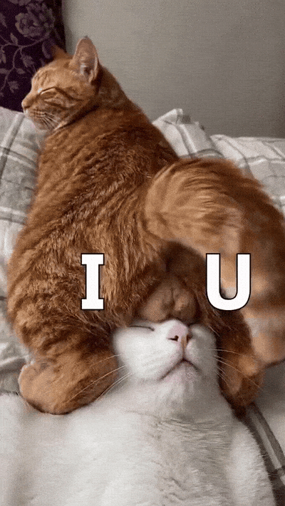 catto-says-i-love-u-1782864961.4799.gif