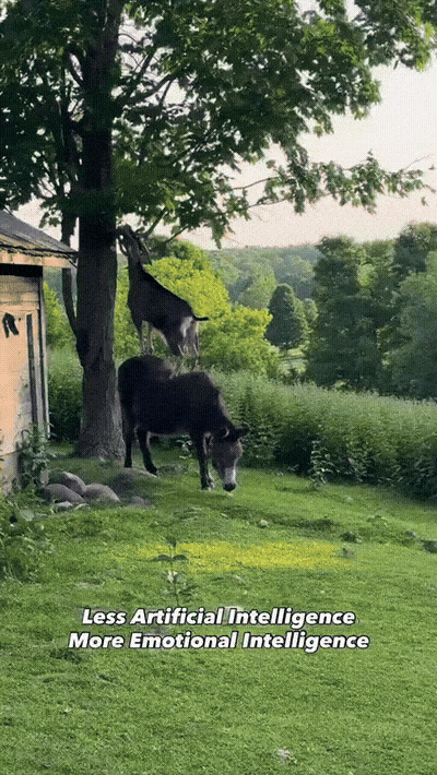 close-social-relationship-of-goat-and-donkey-1784852896.1438.gif