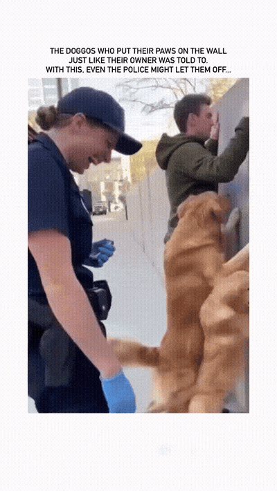 violento-doggo-gang-under-arrest-1785283866.0496.gif