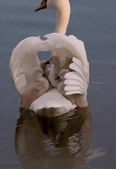 swan-cutest-parenting-goals-swan-1785976196.6397.gif