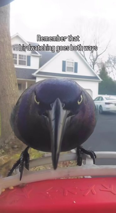 Birdwatching-hpgxeexa0aa3qx1.png