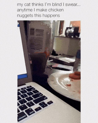cat-stealing-chicken-nugget-1758675619.1481.gif