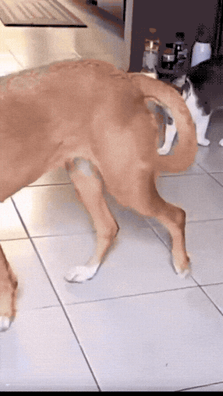 cat-sneak-attack-on-dog-1759018632.3249.gif