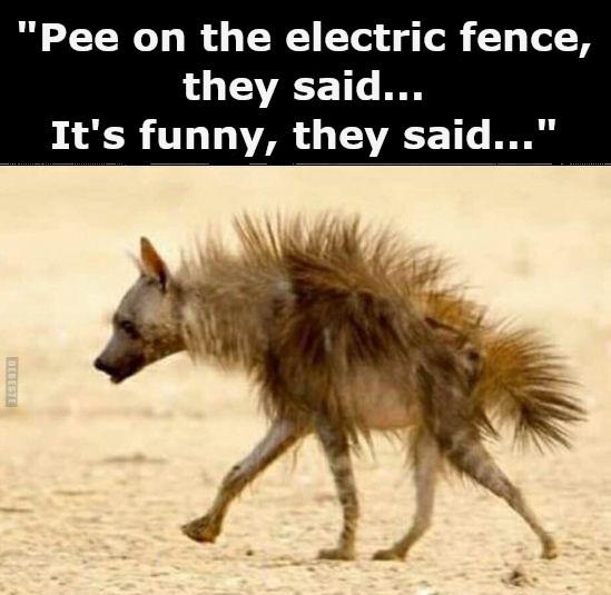 Pee-on-the-electric-fence-they-said-Its-not-switched-on-they-said-1755675929.6216.png
