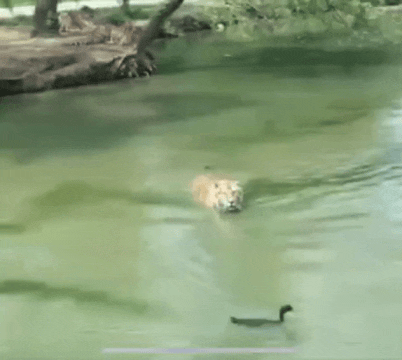 duck-duck-go.gif