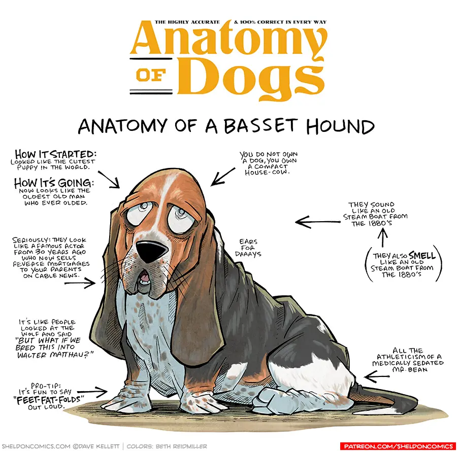 sd240410_basset.jpg.webp