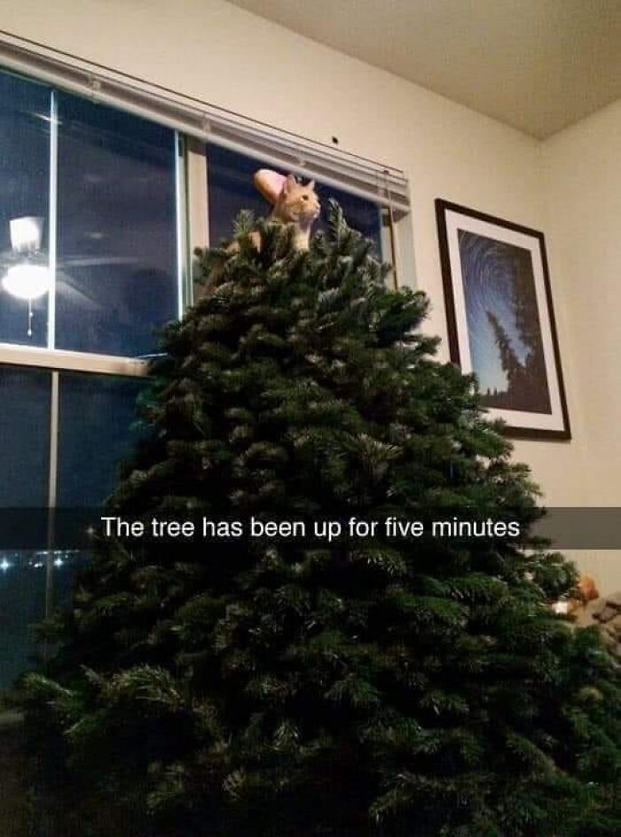 CatTree-funny-random-pictures-21-674eaf1762f0b__700-1733796682.8758.jpg
