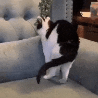 the-zero-cat-1788049651.8011.gif