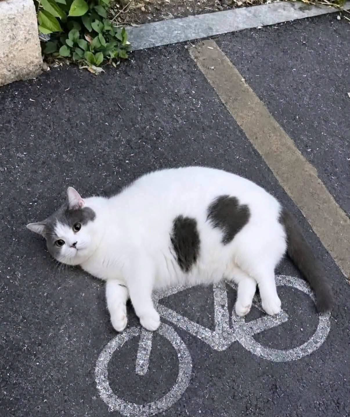 cat_n_bike.jpg