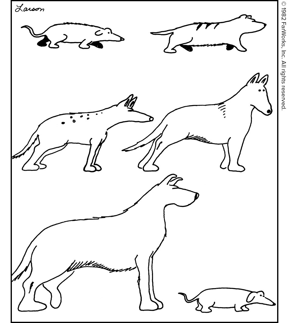 Evolution of the dog .jpeg