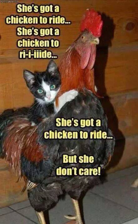 Chicken to Ride.jpg