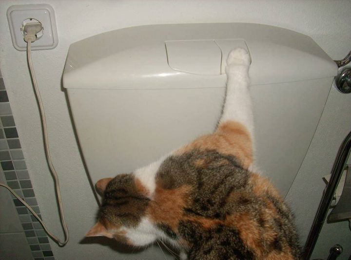 Flushing cat.jpg